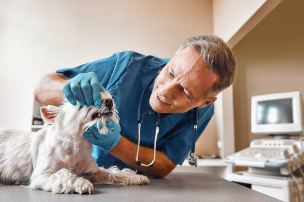 Best 24-Hour Emergency Dentist in Hallsville, TX
